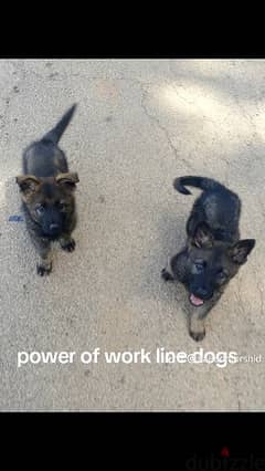 work line dogs 3 month top pedigree