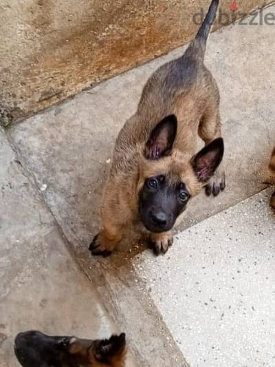 Malinois puppy dog pure 5month