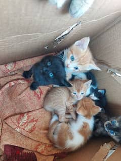 kittens for adoption (free)