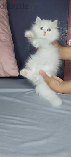fluffy white and trycolor kittens