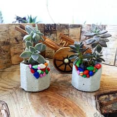 Handmade concrete plants pot, customized for all your events