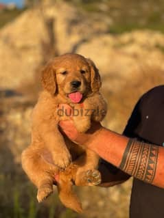 last female top golden retriever puppy available