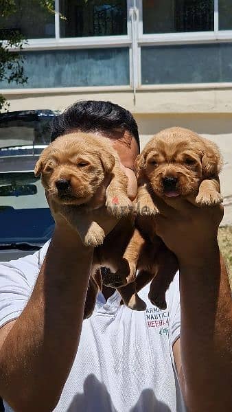 Bear face golden retriever 0