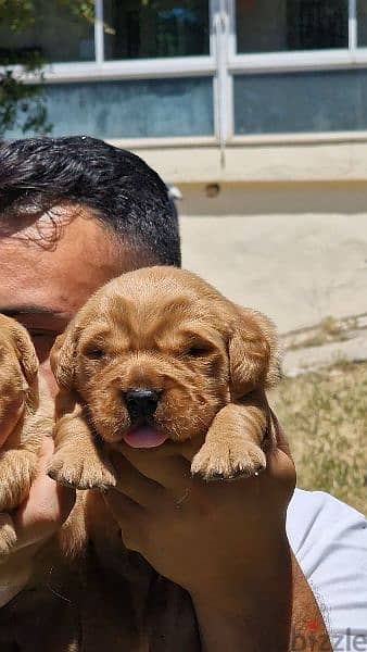 Bear face golden retriever 1