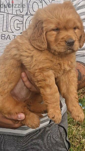 Professional Breeder golden retriever 2