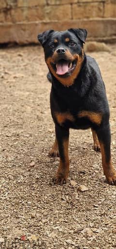 German rottweiler 8months