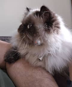 Himalayan Cat 7months all vaccine done