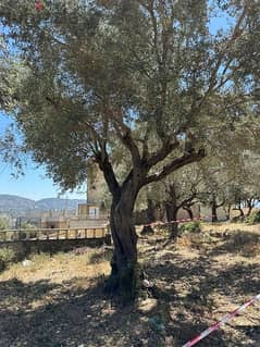Olive Trees for Sale/ شجر زيتون للبيع