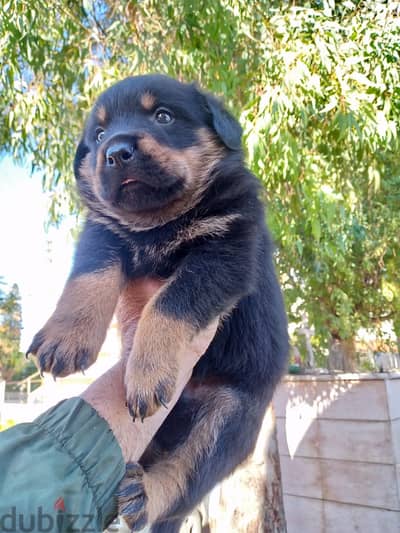 Rottweiler puppies