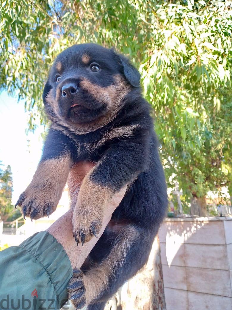 Rottweiler puppies 0