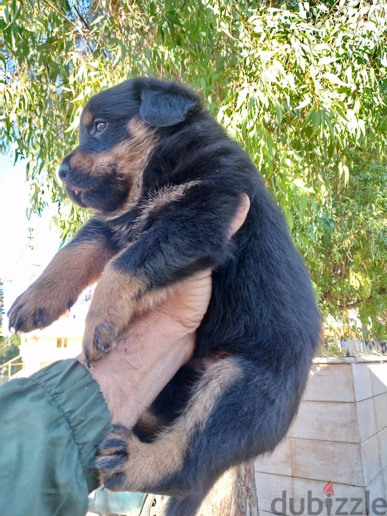 Rottweiler puppies 1