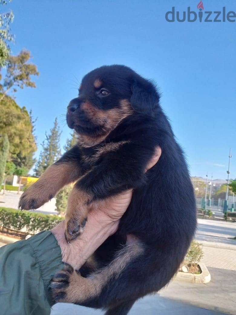 Rottweiler puppies 2