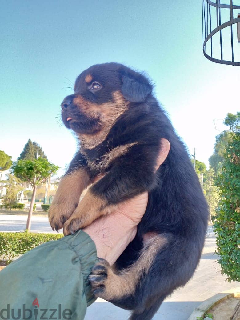 Rottweiler puppies 3