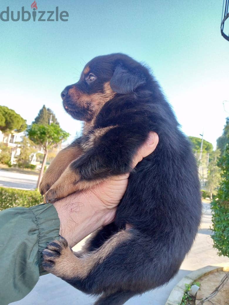 Rottweiler puppies 4