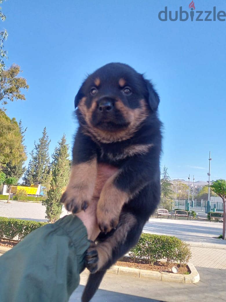 Rottweiler puppies 5