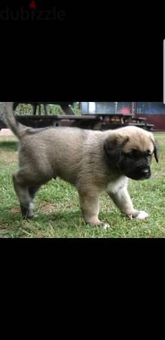kangal puppies available 79109936