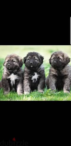 caucasian puppies available 79109936
