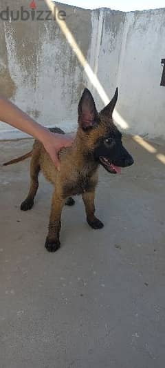 malinois puppies for sale