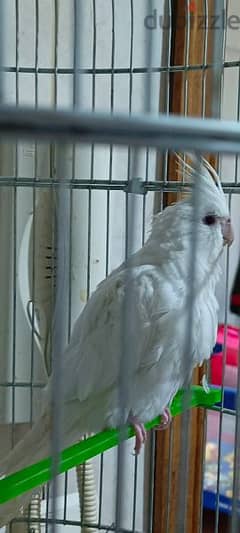 karawan albino