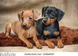 mini pinscher