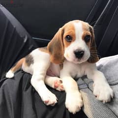 beagle puppy