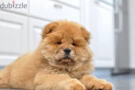 chow chow male