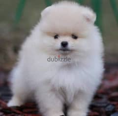 Pomeranian