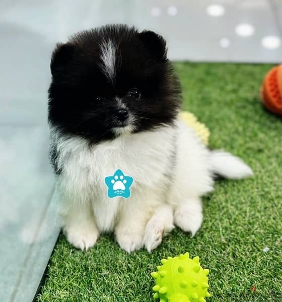 Pomeranian Teacup Panda color dog 0