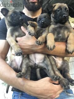 malinois pure puppies