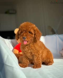 Toy Poodle red brown dog كلب