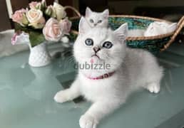 Silver Chinchilla kitten
