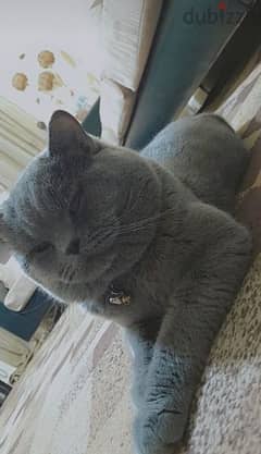 british short hair cat color gray