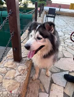 Husky, Very friendly, needs space to play and feel comfortable