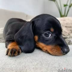 Dachshund black & tan, sausage dog كلب