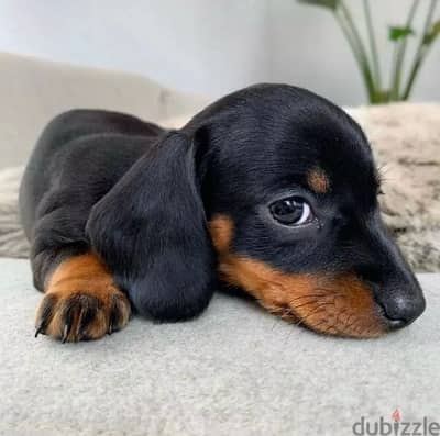 imported Mini Dachshund black & tan, potty trained, Dog delivery كلاب