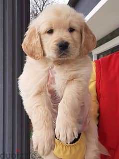 Golden Retriever puppy كلب