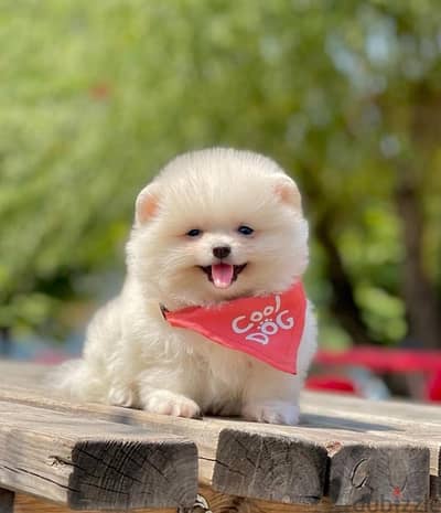 Imported white Pomeranian teacup STAYS SMALL pure/ Dog/ Delivery/ كلب