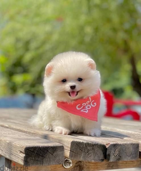 Pomeranian puppy كلب 1