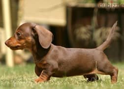 Dachshund chocolate & tan puppy كلب