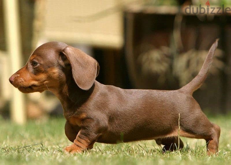 Imported Dachshund chocolate & tan puppy on order كلب 0