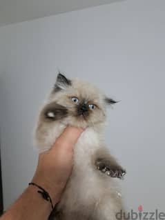 pure Himalayan kitten