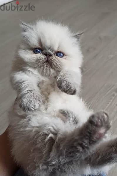 himalayan blue point kitten