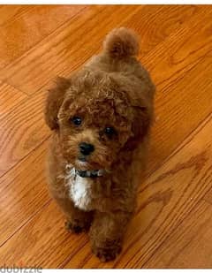 Toy Poodle Imported AVAILABLE