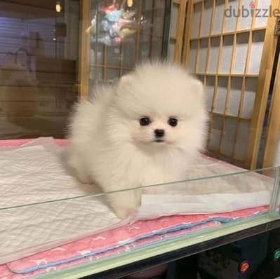 Pomeranian