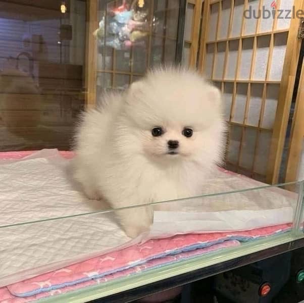 Pomeranian Puppy Imported 0