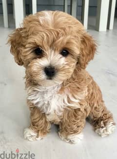 SMALLEST Maltipoo imported Puppy