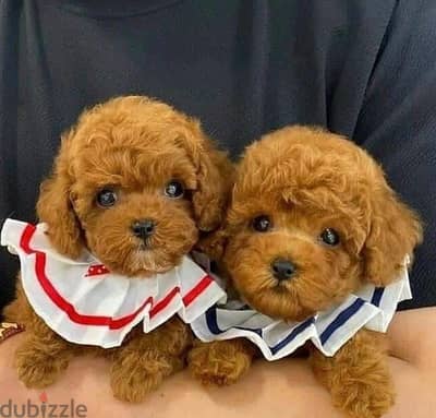 STAYS SMALL Toy Poodle Imported pure breed Dog كلاب جرو Delivery