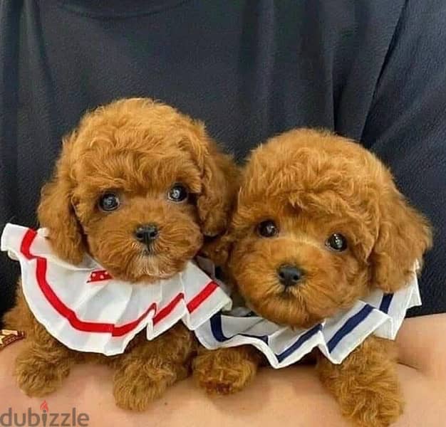 STAYS SMALL Toy Poodle Imported pure breed Dog كلاب جرو Delivery 0