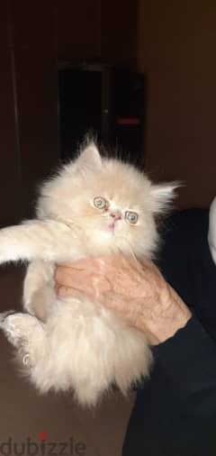 Caucasion persian kitten