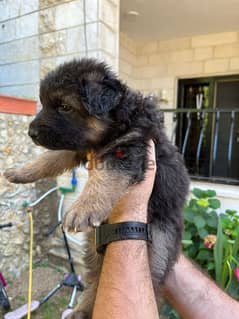 Special German Shepherd puppies. Ready for new home on 25 June